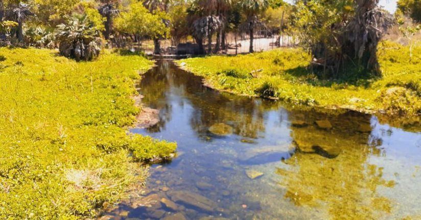 Nascentes para aumentar reservatórios evitam o colapso no sistema hídrico do país Nascentes para aumentar reservatórios evitam o colapso no sistema hídrico do país