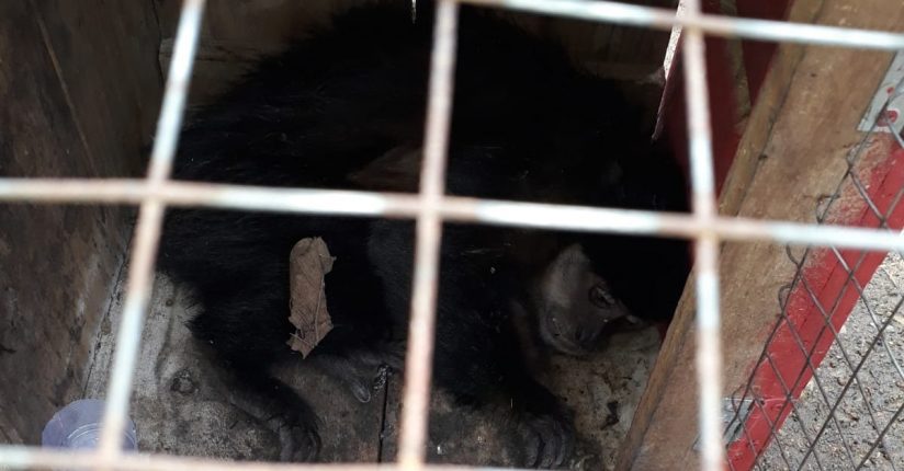 Vigilância Epidemiológica coleta material para análise de febre amarela de macaco encontrado morto em Schroeder Vigilância Epidemiológica coleta material para análise de febre amarela de macaco encontrado morto em Schroeder