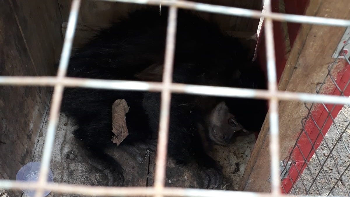 Vigilância Epidemiológica coleta material para análise de febre amarela de macaco encontrado morto em Schroeder