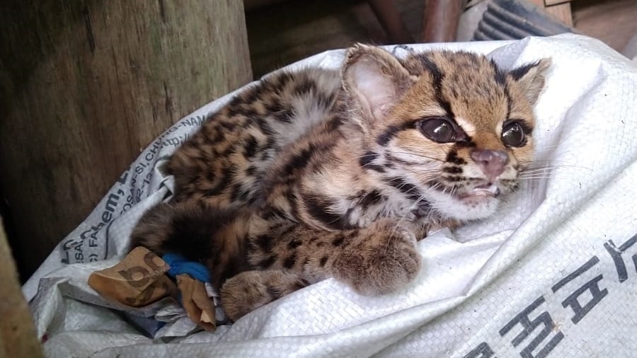 [VÍDEO] Gato-maracajá é resgatado em residência de Jaraguá do Sul