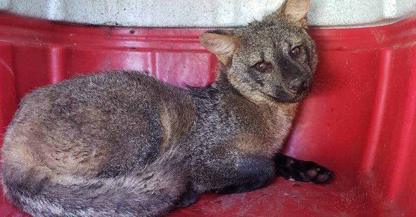 Bombeiros Voluntários e Fujama resgatam nas últimas 48 horas três animais silvestres Bombeiros Voluntários e Fujama resgatam nas últimas 48 horas três animais silvestres