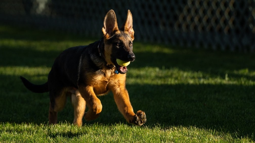 Presidente americano apresenta Commander o novo cachorro da Casa Branca