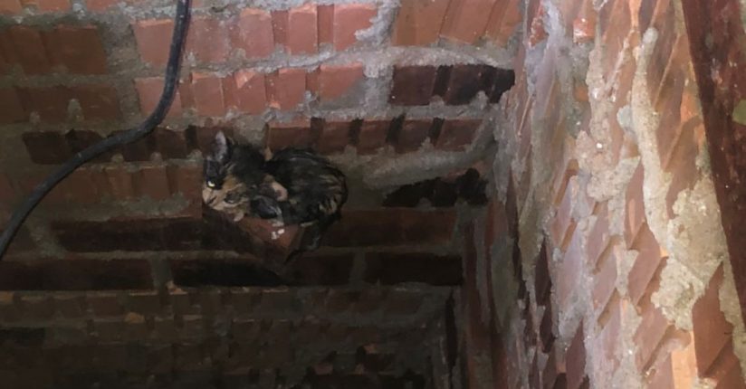 Gato cai em poço e é resgatado pelos bombeiros de Schroeder