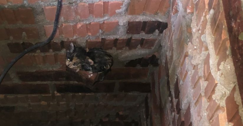 Gato cai em poço e é resgatado pelos bombeiros de Schroeder Gato cai em poço e é resgatado pelos bombeiros de Schroeder