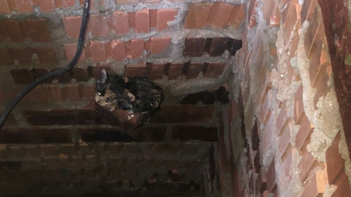 Gato cai em poço e é resgatado pelos bombeiros de Schroeder