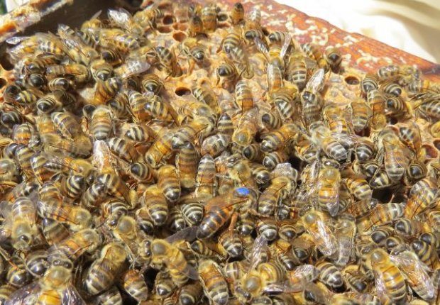 Mais de R$ 1 milhão é investido em apicultura e meliponicultura em SC