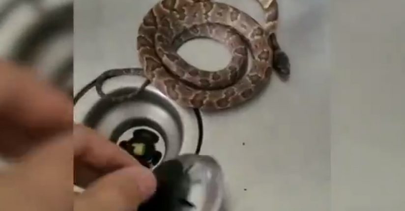 [VÍDEO] Morador encontra cobra dentro da pia em Jaraguá do Sul