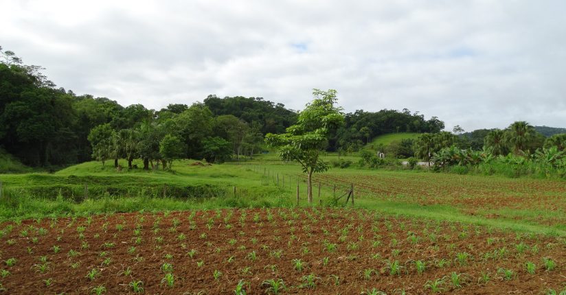 Jaraguá do Sul institui programa de incentivo à produção animal e vegetal