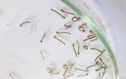 Novos focos do Aedes aegypti localizados em Schroeder e Corupá