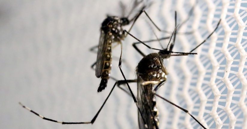 Ministério da Saúde lança campanha de combate ao mosquito da dengue
