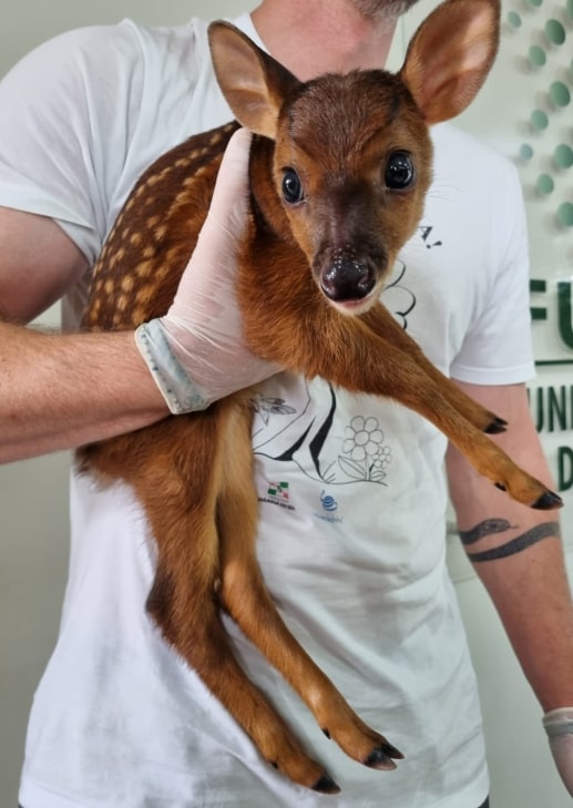 Filhote de cervo é encontrado em Jaraguá do Sul