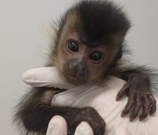 Filhote de macaco-prego é resgatado no bairro Figueira, em Jaraguá do Sul