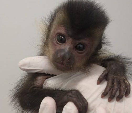 Filhote de macaco-prego é resgatado no bairro Figueira, em Jaraguá do Sul Filhote de macaco-prego é resgatado no bairro Figueira, em Jaraguá do Sul