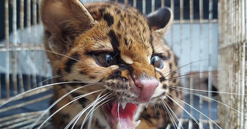 Fujama resgata mais de 670 animais ao longo de 2021 em Jaraguá do Sul Fujama resgata mais de 670 animais ao longo de 2021 em Jaraguá do Sul