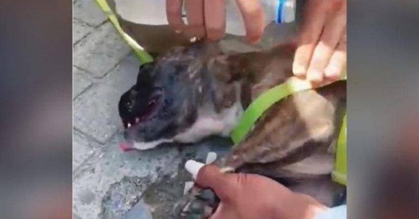 [VÍDEO] PM quebra vidro de carro e resgata cachorro deixado em calor de 30°C em Balneário Camboriú