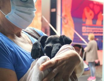Encerradas inscrições para castração gratuita de cães e gatos em Jaraguá, informa Fujama