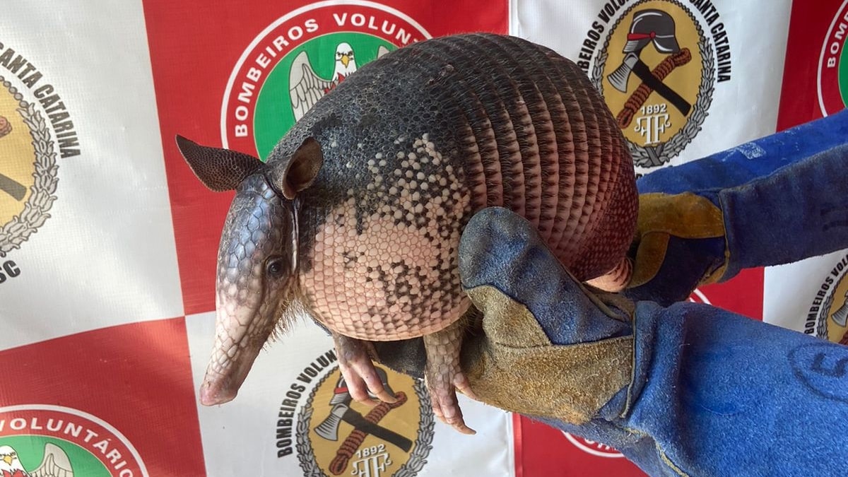 [VÍDEO] Tatu é capturado embaixo de carro em Schroeder