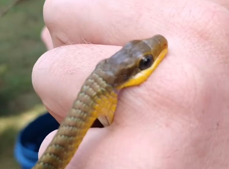 [VÍDEO]Cobra morde biólogo da Fujama durante soltura