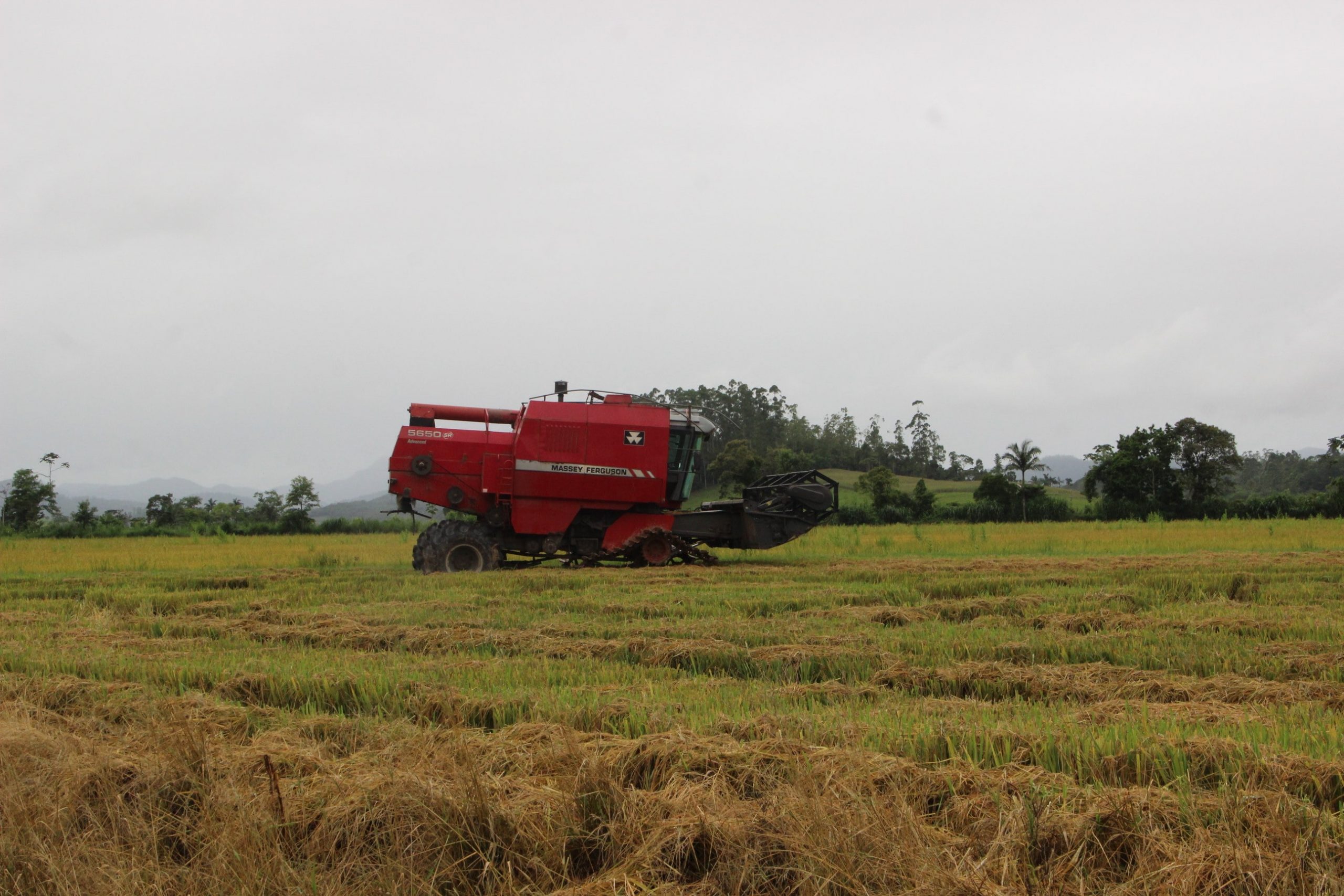 Cooperativa de Massaranduba já recebeu cerca de 30% da safra 2021/22