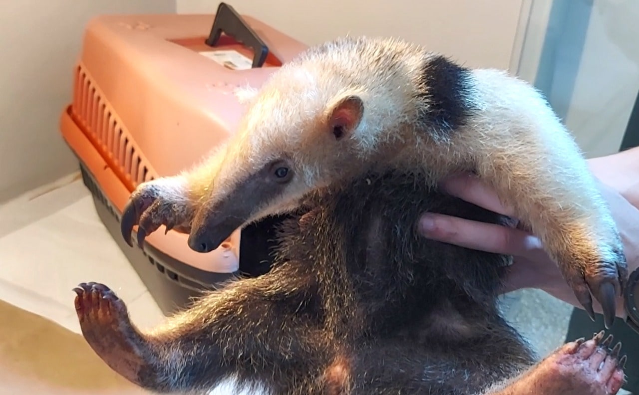 Representantes do Fujama visitam IMA em Florianópolis em busca de apoio para viveiro local