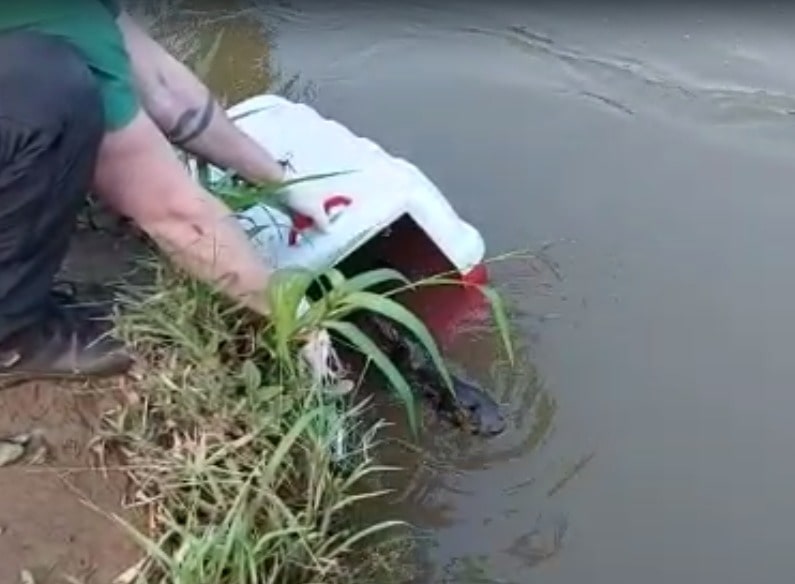 Lontra resgatada pela Fujama nesta semana é libertada no Rio Itapocu