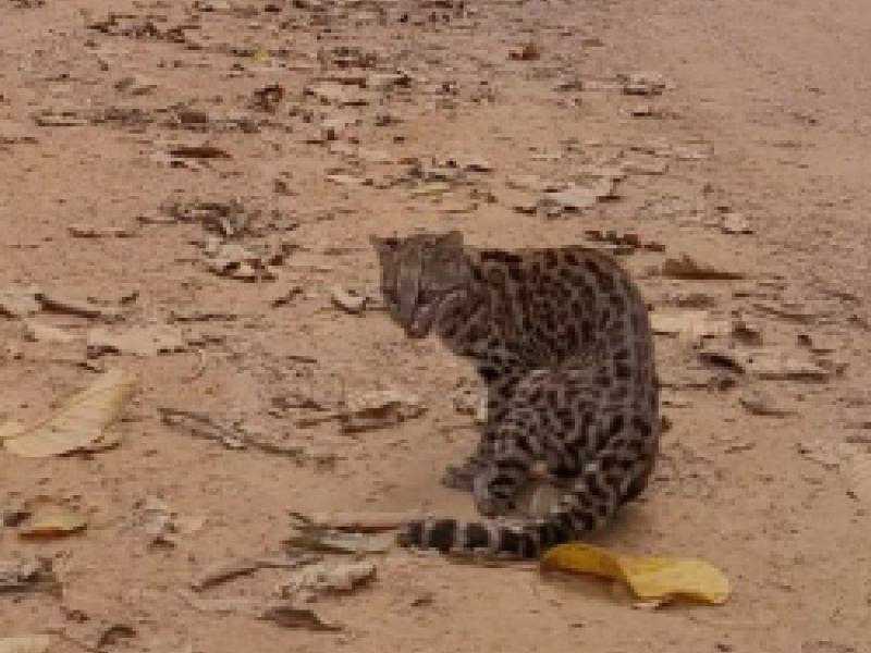 [VÍDEO] Gato-do-mato-pequeno é solto pela Fujama uma semana após ser atropelado e confundido com gato doméstico