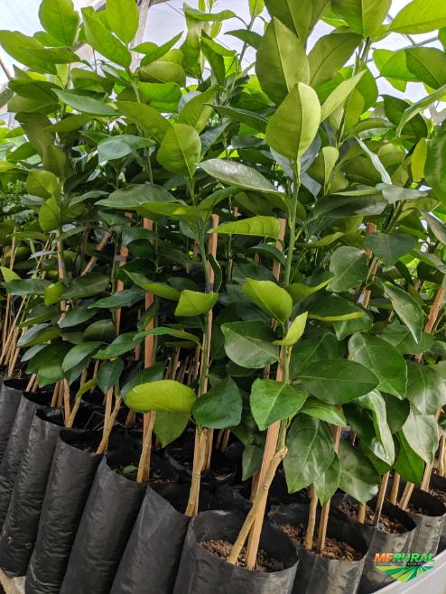 Campanha de mudas frutíferas inicia no dia 1º de abril em Corupá