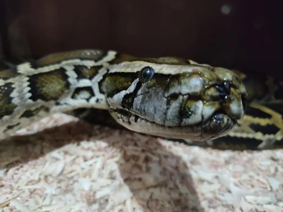 PMA apreende 13 cobras em residência de Blumenau durante operação contra tráfico de animais