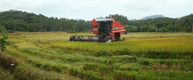 Vereador pede compra de máquina para colheita do arroz em Jaraguá