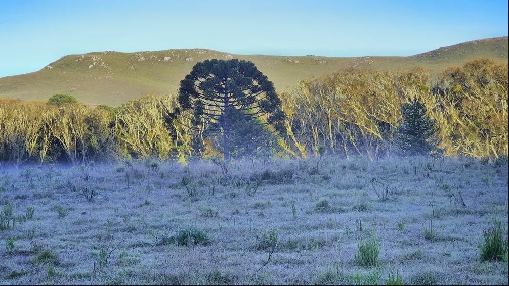 Serra amanhece com formação de geada e temperatura mínima registrada é de 1,42°C em SC