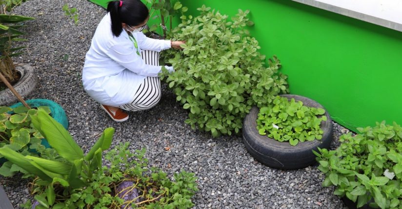 Ainda há vagas abertas para o 4º Workshop de Plantas Medicinais em Jaraguá Ainda há vagas abertas para o 4º Workshop de Plantas Medicinais em Jaraguá