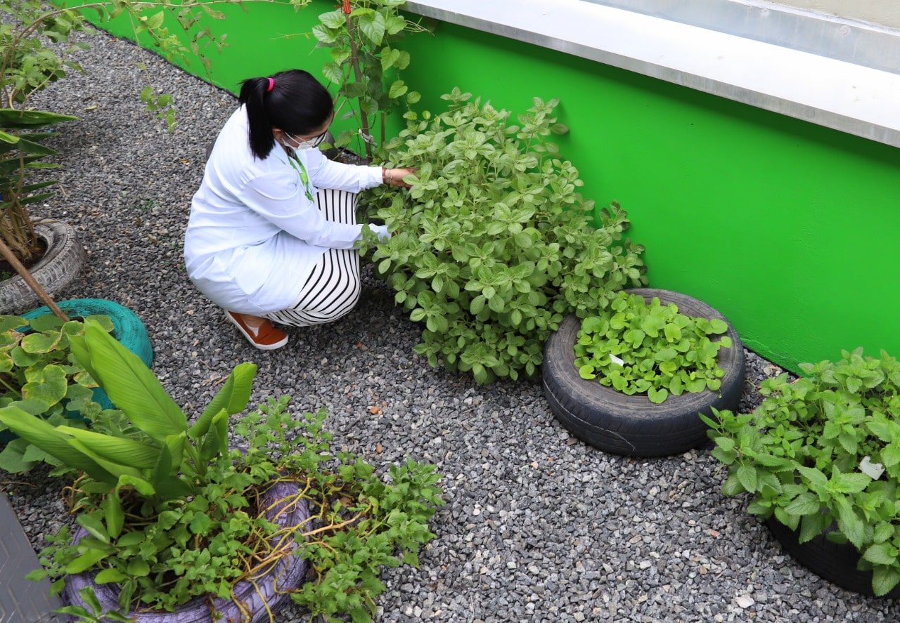Ainda há vagas abertas para o 4º Workshop de Plantas Medicinais em Jaraguá