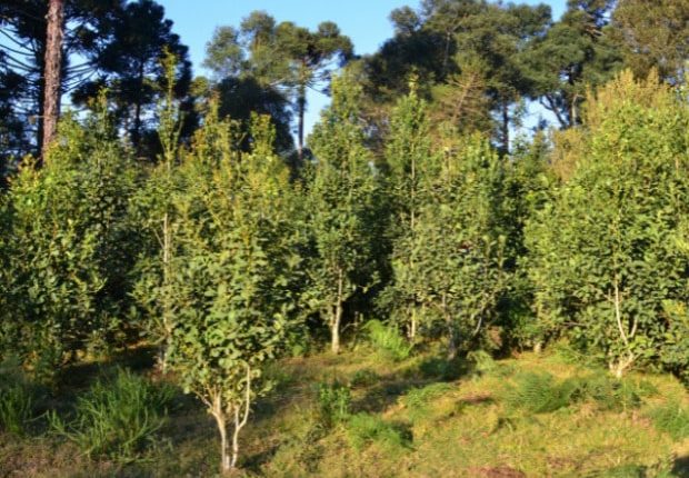 Erva-mate catarinense recebe sétima Indicação Geográfica Erva-mate catarinense recebe sétima Indicação Geográfica
