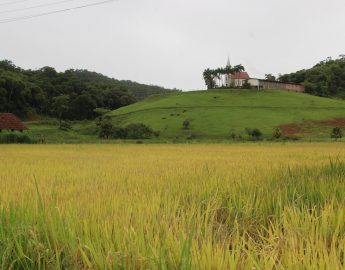 Moção pede apoio à crise do setor da produção de arroz em Guaramirim