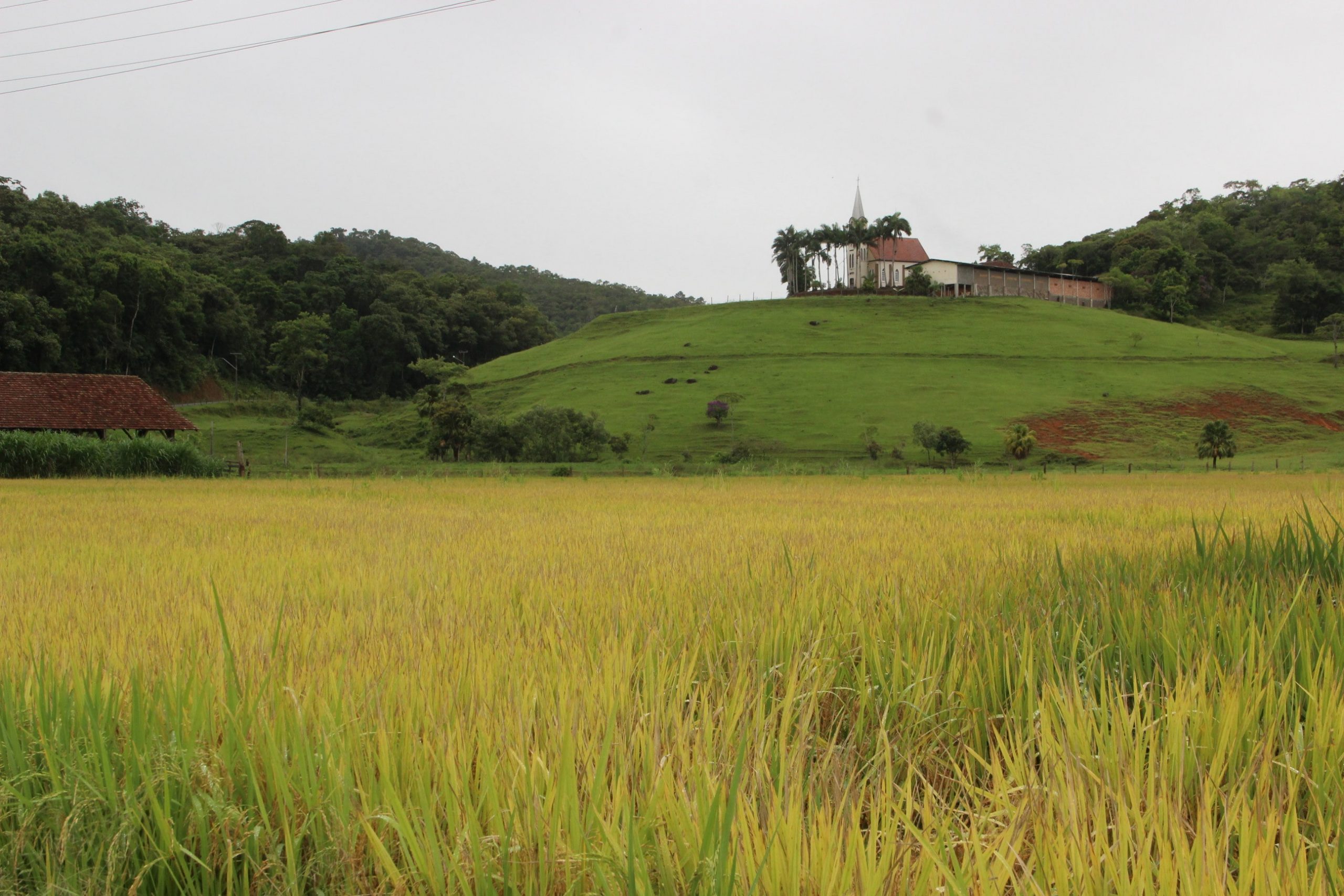 Moção pede apoio à crise do setor da produção de arroz em Guaramirim
