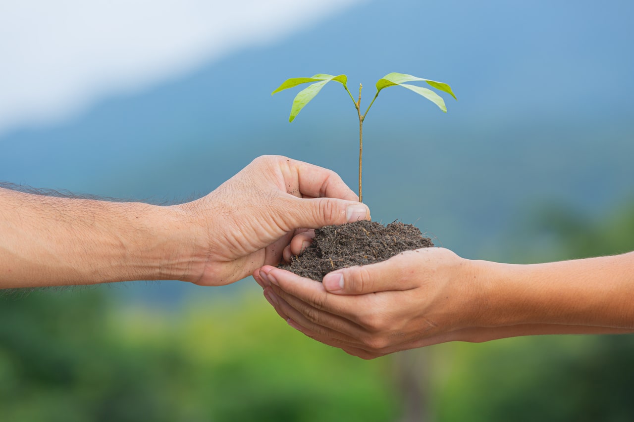 Secretaria de Agricultura inicia campanha de Mudas em Guaramirim