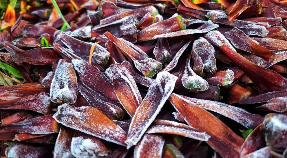 Serra catarinense amanhece com geada e temperaturas próximas a 0°C