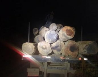 PM flagra homens com 16 toras de madeira nativa em Jaraguá do Sul