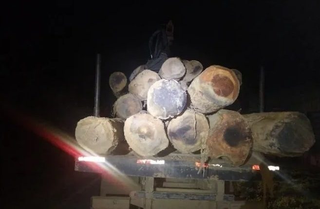 PM flagra homens com 16 toras de madeira nativa em Jaraguá do Sul
