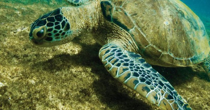 Tartaruga-verde deixa lista de espécies ameaçadas de extinção Tartaruga-verde deixa lista de espécies ameaçadas de extinção