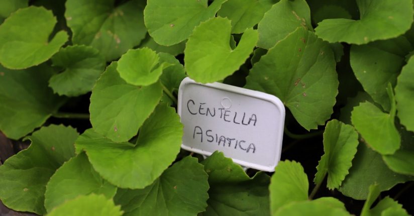 Inscrições abertas para 5º Workshop de Plantas Medicinais em Jaraguá Inscrições abertas para 5º Workshop de Plantas Medicinais em Jaraguá