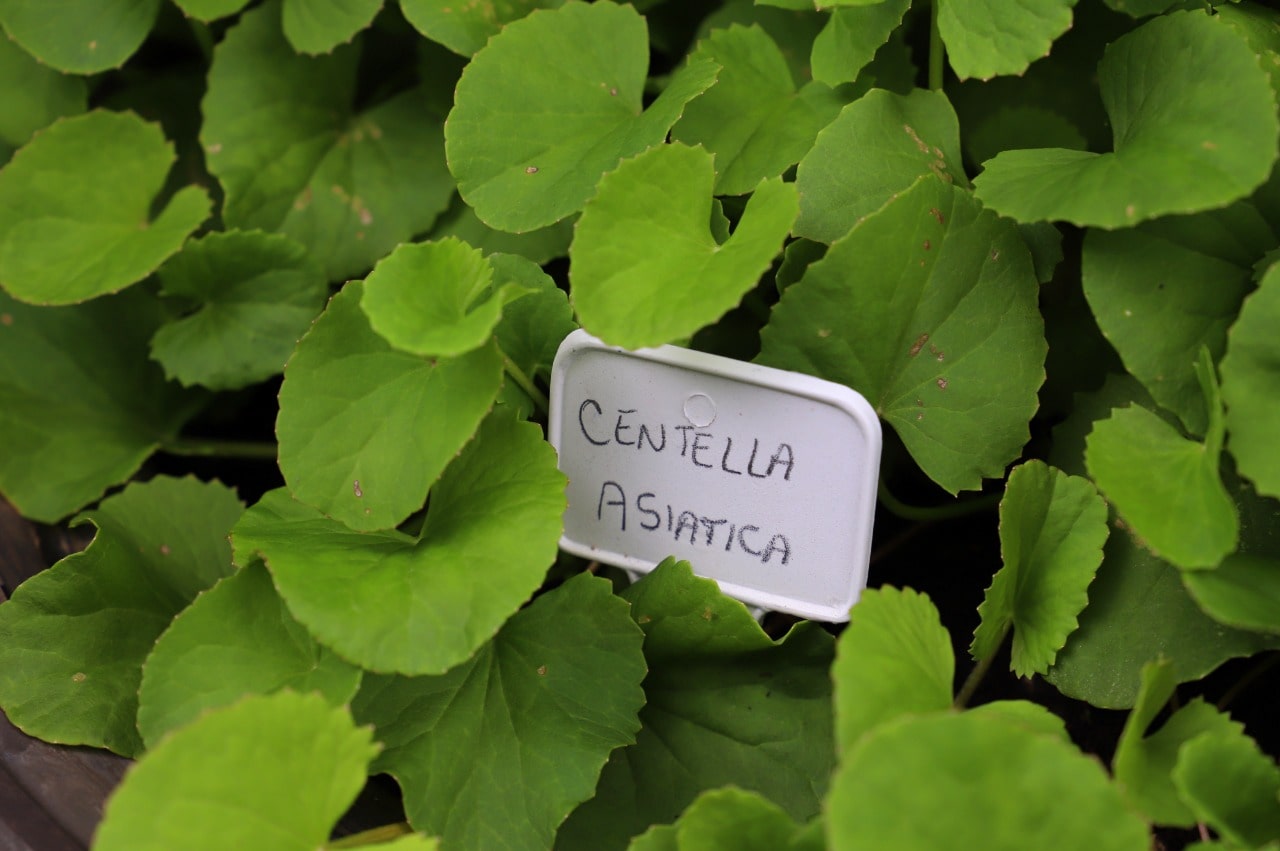 Inscrições abertas para 5º Workshop de Plantas Medicinais em Jaraguá