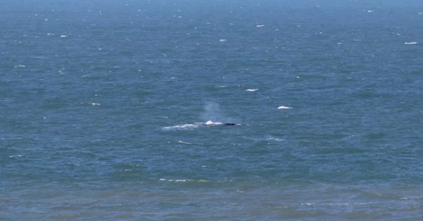 Primeira baleia-franca da temporada 2022 é avistada no litoral catarinense