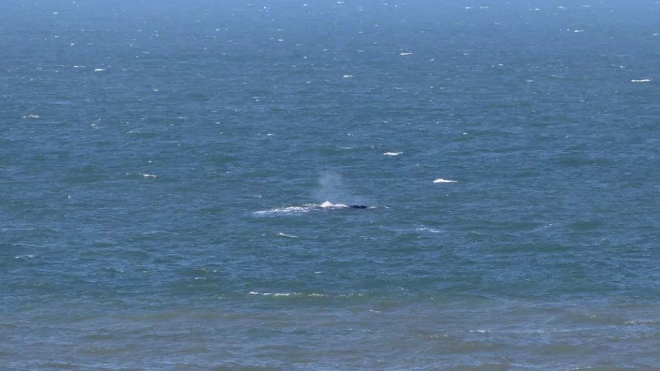 Primeira baleia-franca da temporada 2022 é avistada no litoral catarinense