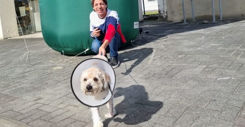 Quatro animais ganham novo lar após feira de adoção em Jaraguá Quatro animais ganham novo lar após feira de adoção em Jaraguá