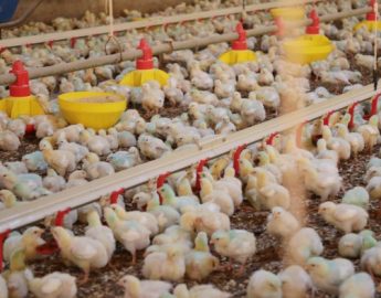 SC exporta mais de 89 mil toneladas de frango no mês de abril