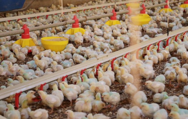 SC exporta mais de 89 mil toneladas de frango no mês de abril