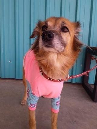 Fujama promove feira de adoção de animais neste sábado Fujama promove feira de adoção de animais neste sábado
