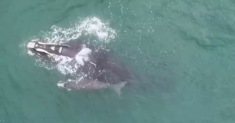 [VÍDEO] Baleias-francas são avistadas com filhotes em Imbituba