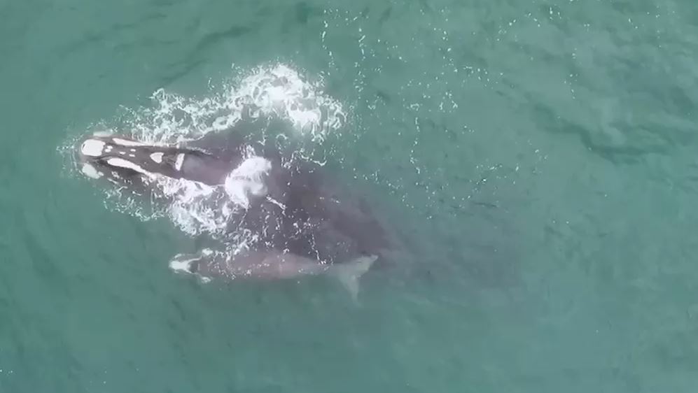 [VÍDEO] Baleias-francas são avistadas com filhotes em Imbituba